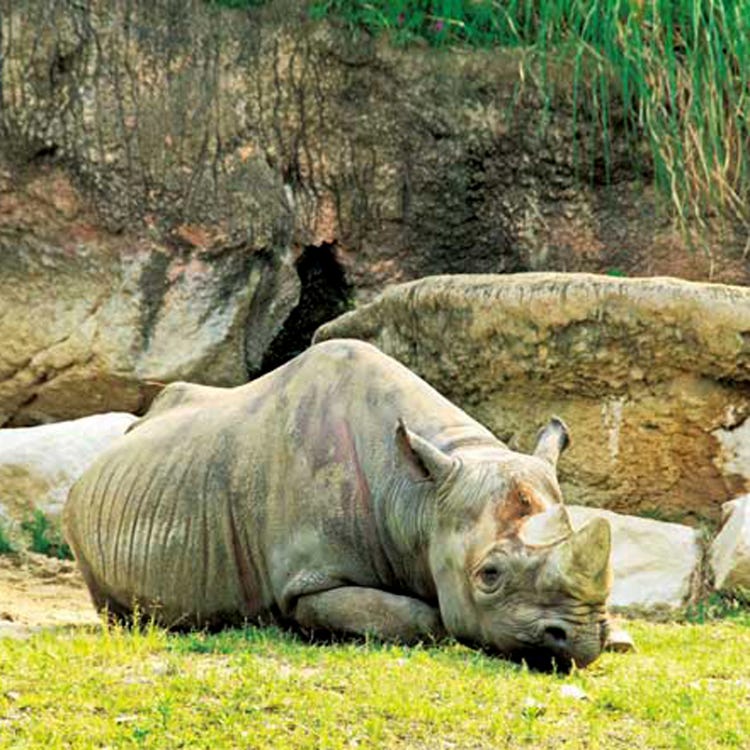 Osaka Tennoji Zoo (Shinsekai, Tennouji, Tsuruhashi|Zoos, Aquariums