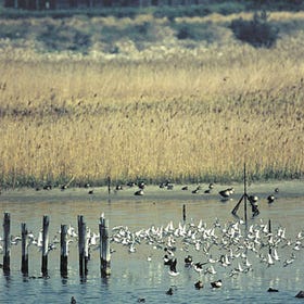 Osaka Nanko Bird Sanctuary