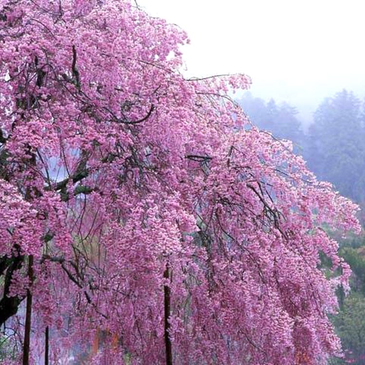 勝尾寺 大阪近郊 寺院 Live Japan 日本の旅行 観光 体験ガイド