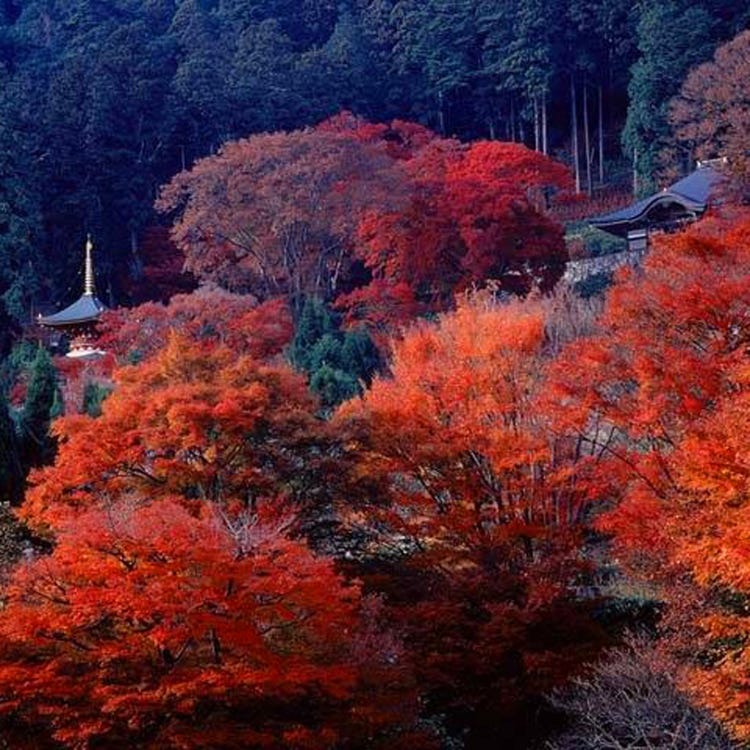 勝尾寺 大阪近郊 寺院 Live Japan 日本の旅行 観光 体験ガイド