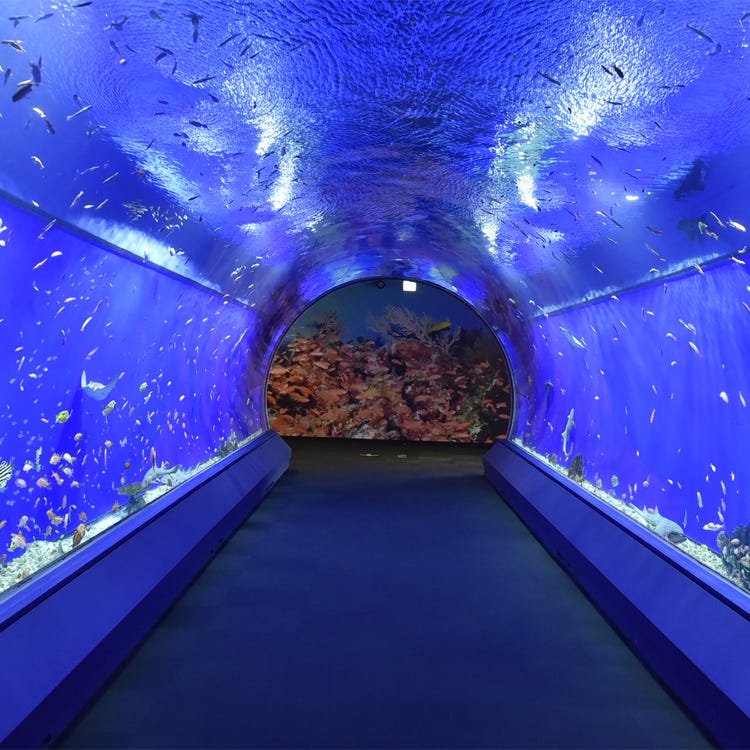 海遊館 Usj 南港 動植物園 水族館 Live Japan 日本の旅行 観光 体験ガイド