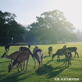 나라 공원