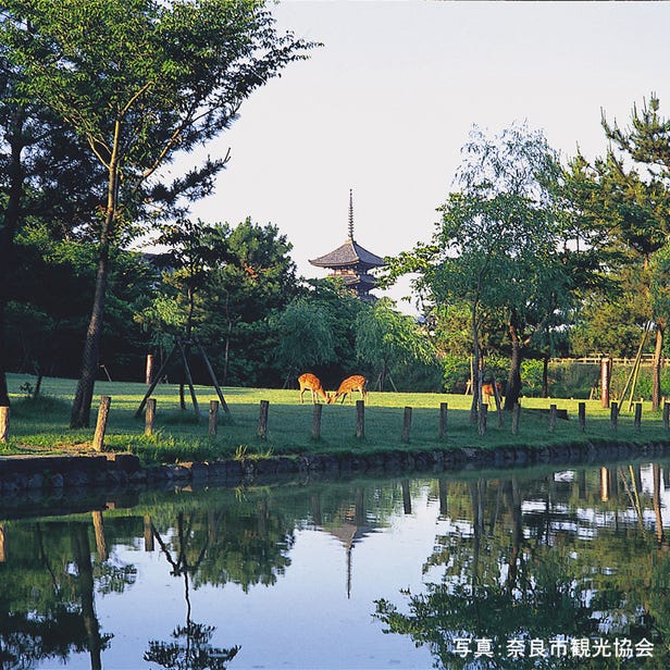 Nara Park