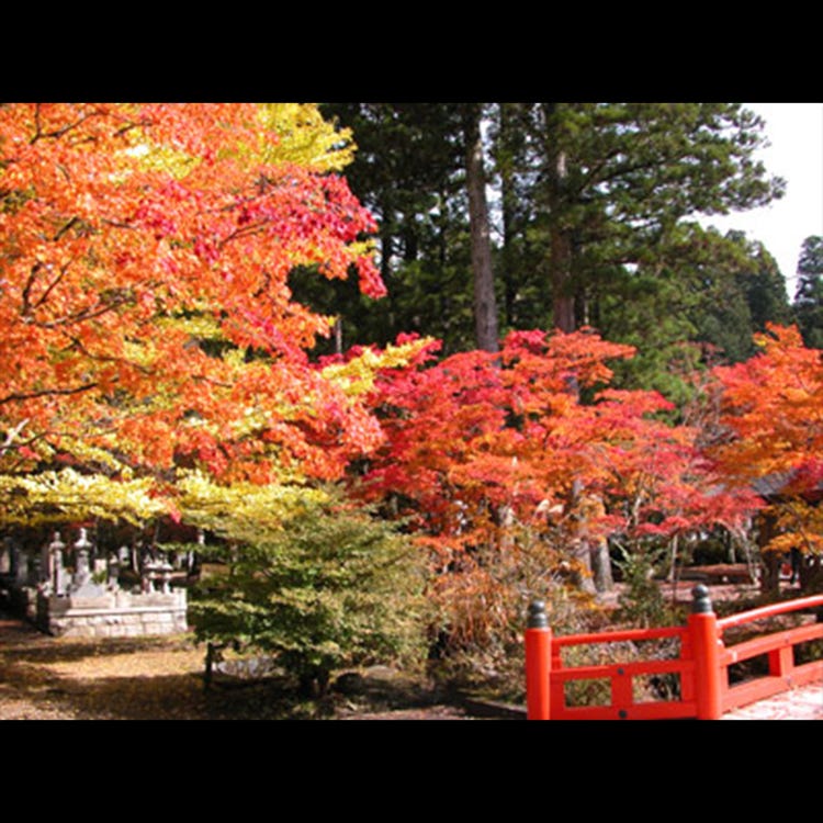 高野山 和歌山 高野山 森林 山岳 Live Japan 日本の旅行 観光 体験ガイド 高野山 和歌山 高野山 森林 山岳 Live Japan 日本の旅行 観光 体験ガイド