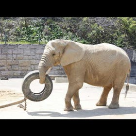 Akita Omoriyama Zoo, the forest of Akigin and Omorin