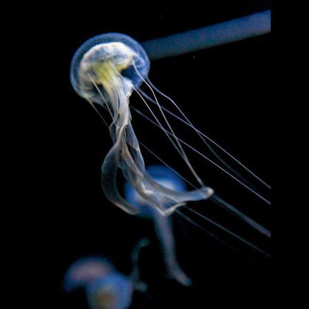 Tsuruoka City Kamo Aquarium (Jellyfish Dream Aquarium)