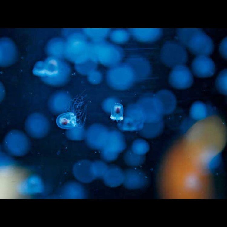 鹤冈市立加茂水族馆 水母dream馆 山形近郊 动物园 植物园 水族馆 Live Japan 日本的旅行 旅游 体验向导