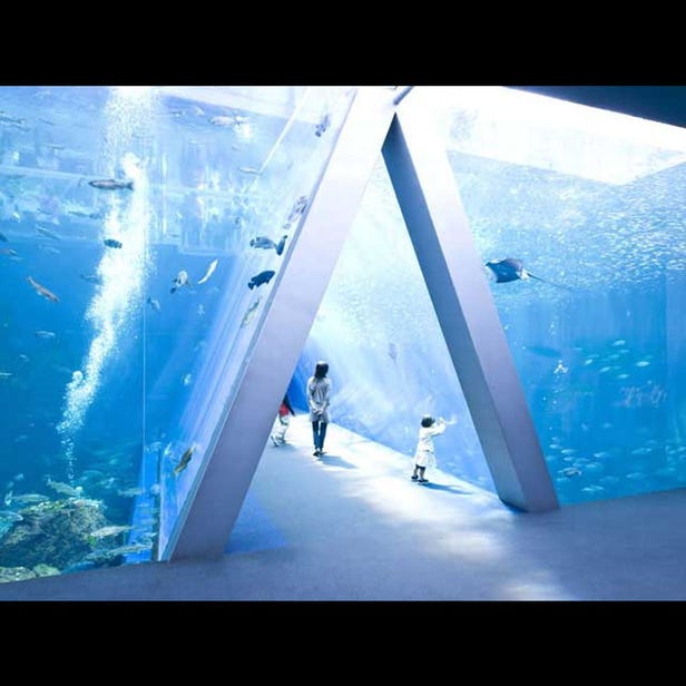 環境水族館海藍寶石福島