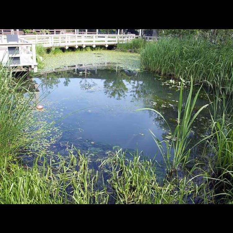 新潟市水族館瑪淋匹亞日本海 新潟 佐渡 動物園 植物園 水族館 Live Japan 日本旅遊 文化體驗導覽