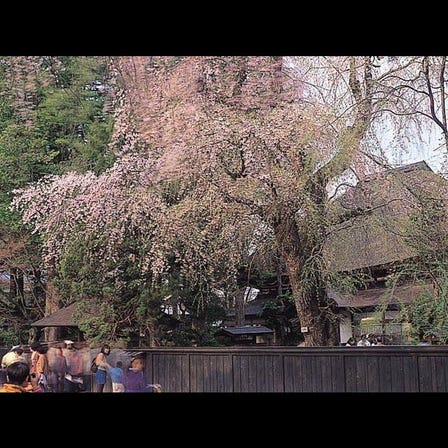 Weeping Cherry Blossoms at Kakunodate