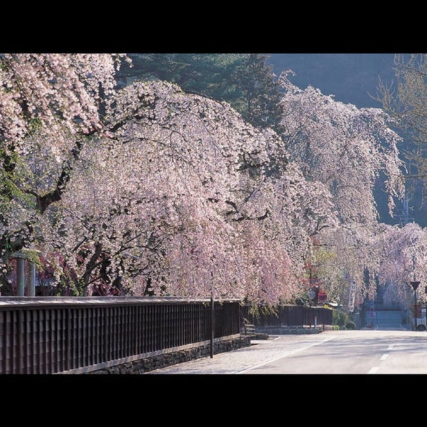 가쿠노다테 수양 벚꽃
