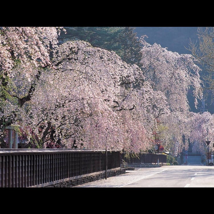 角館枝垂櫻 秋田近郊 其他自然景點 Live Japan 日本旅遊 文化體驗導覽