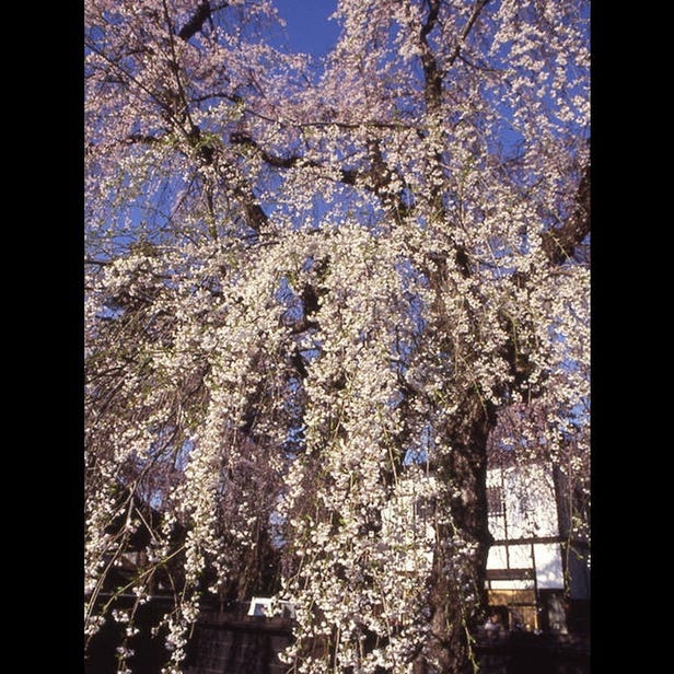 가쿠노다테 수양 벚꽃