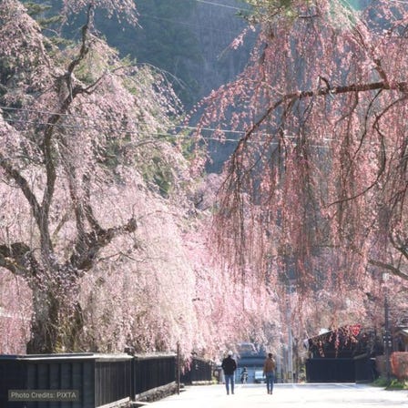 Weeping Cherry Blossoms at Kakunodate