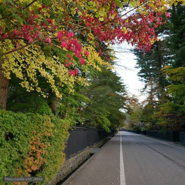 Weeping Cherry Blossoms at Kakunodate