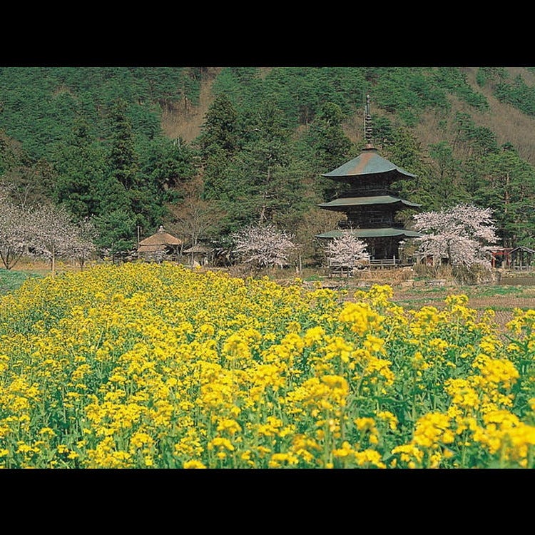 安久津八幡神社 山形近郊 神社 Live Japan 日本的旅行 旅游 体验向导