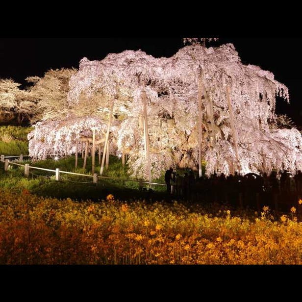 三春滝桜