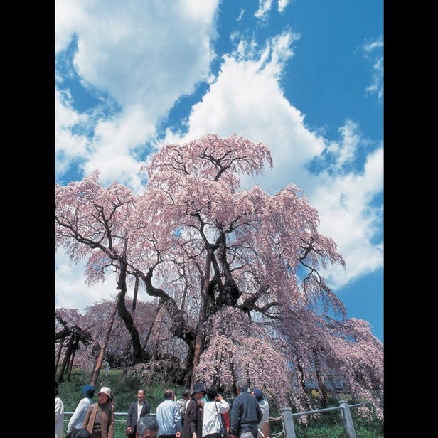 三春泷樱