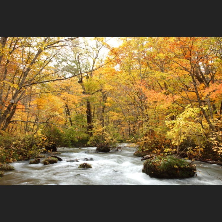 奥入瀬川 (その他青森近郊|渓谷・渓流・川・湖) - LIVE JAPAN (日本の