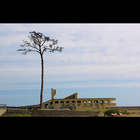 The Miracle Pine Tree of Rikuzentakata