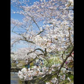 The Yoshino Cherry Trees of the Philosopher’s Walk