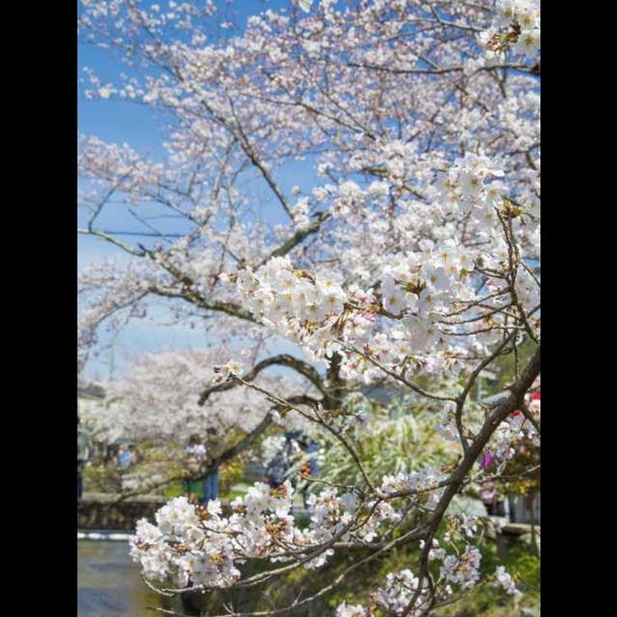 日本で最も有名な桜 ソメイヨシノ ってどんな花 Live Japan 日本の旅行 観光 体験ガイド