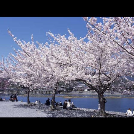 嵐山櫻花