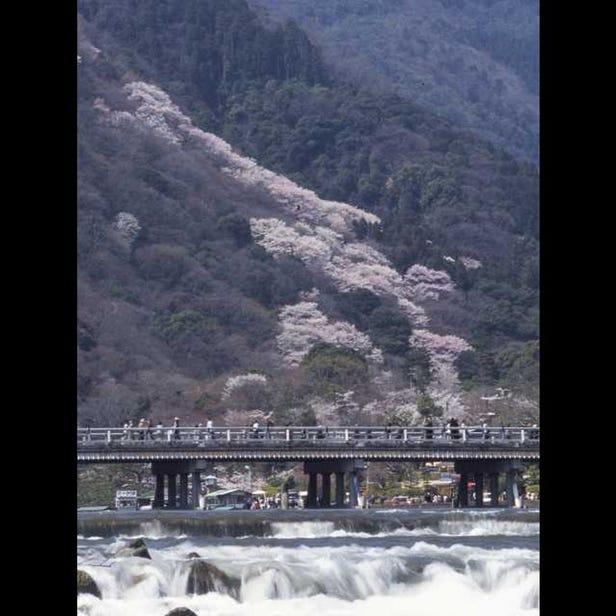 嵐山櫻花