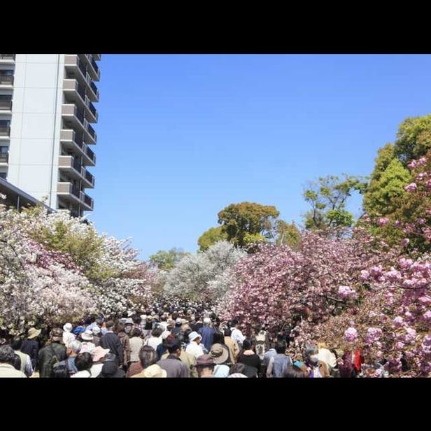 Cherry Blossom Viewing at the Osaka Mint