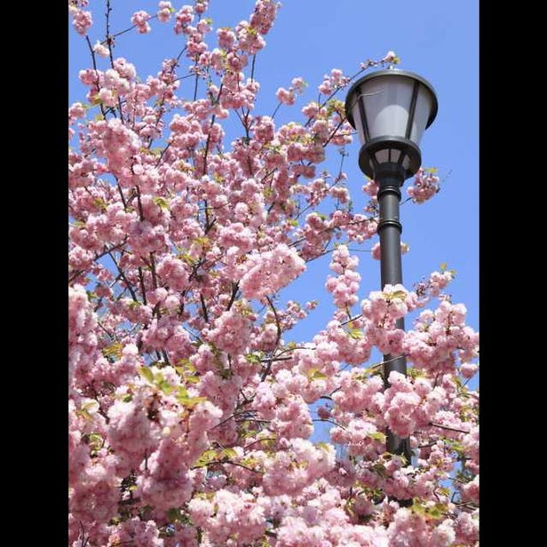 Cherry Blossom Viewing at the Osaka Mint