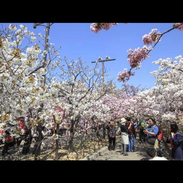 Cherry Blossom Viewing at the Osaka Mint