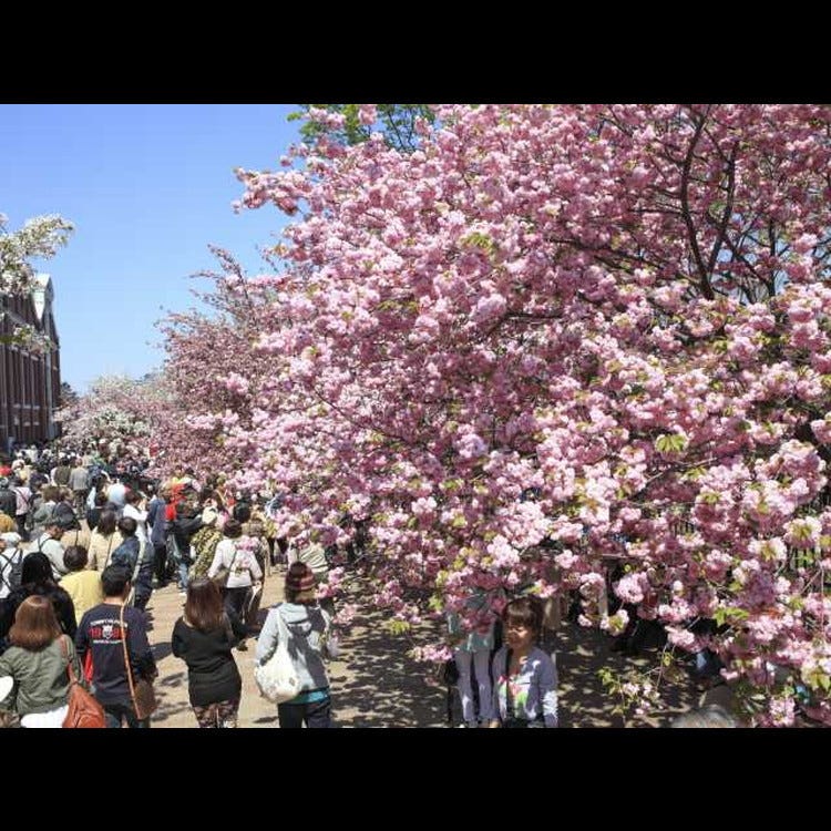 造幣局桜の通り抜け (大阪城・天満橋・京橋|春) - LIVE JAPAN