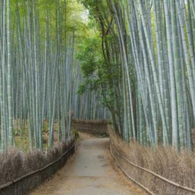 竹林の道