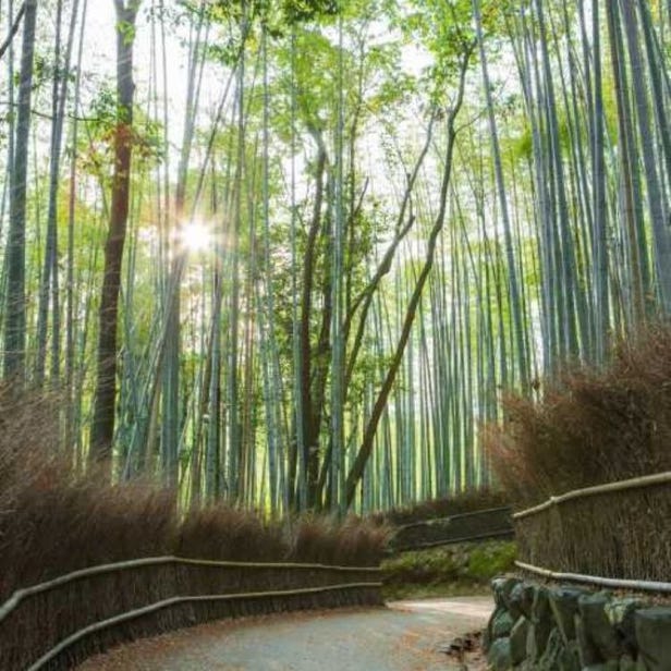 Chikurin-no-Michi (bamboo forest)