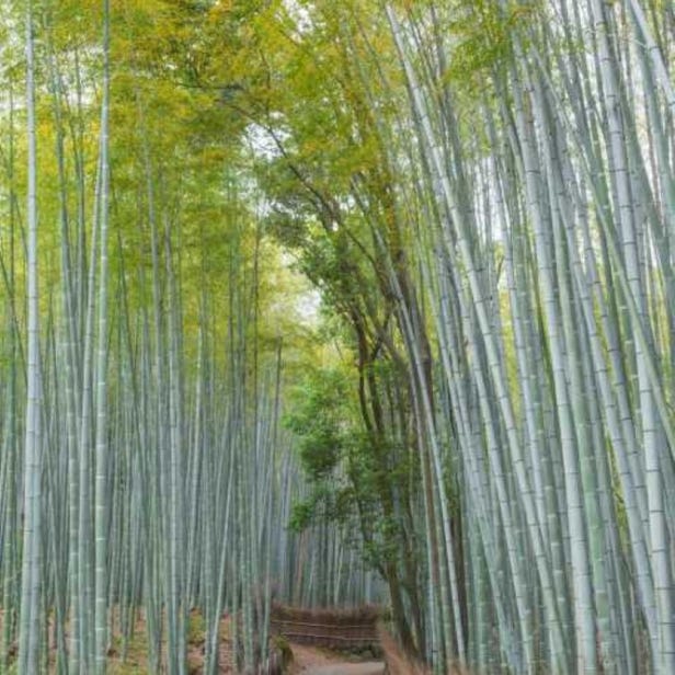 竹林の道