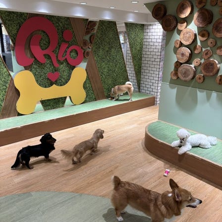 狗狗咖啡館Rio 新宿店