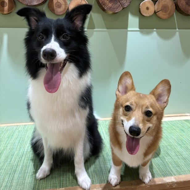 Puppy Café Rio Shinjuku