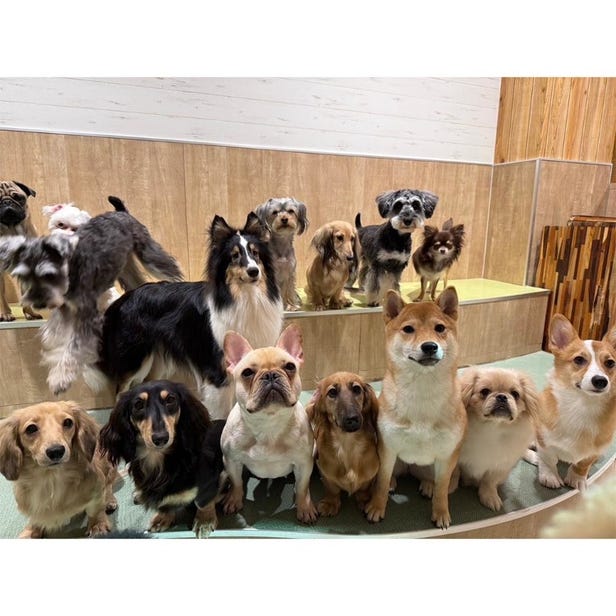 Puppy Café Rio Shinjuku