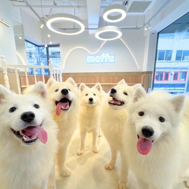 Samoyed Cafe moffu Osaka Shinsaibashi