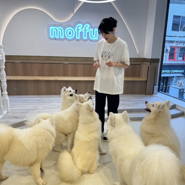 Samoyed Cafe moffu Osaka Shinsaibashi
