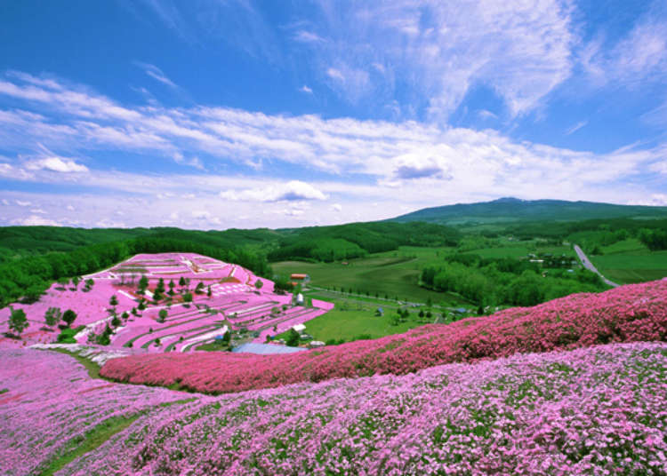 北海道芝樱名胜景点「东藻琴芝樱公园」2018年赏花时机及活动信息