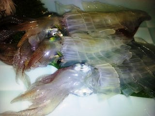いか活造り定食
