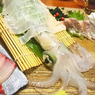 ヤリイカ活き造り