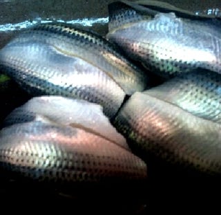 コハダのにぎり