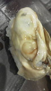 築地最強の１０貫