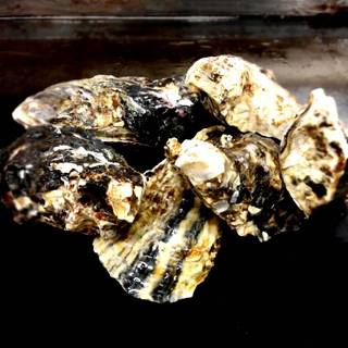 大満足！フィーバーセーット