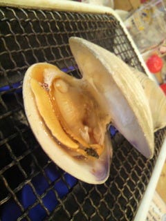 活白蛤の殻焼