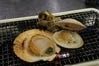 名物活貝磯焼き盛り合わせ