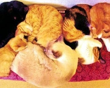 浅草 ねこ園 地図 写真 浅草 カフェ ぐるなび