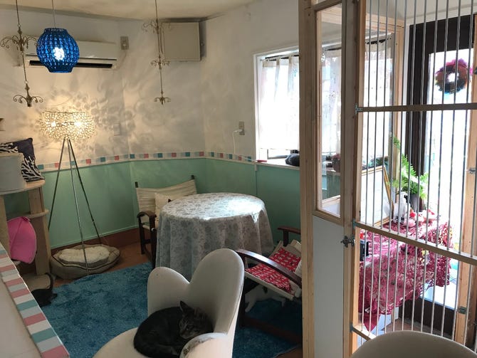 保護猫カフェグラビューハート 地図 写真 姫路 ドッグカフェ ぐるなび